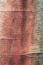 Bark Close-Up #1